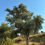 Milas-bodrum Oezel Havuzlu Triplex 别墅 *