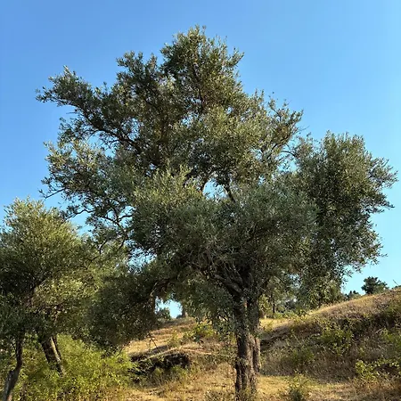 Milas-bodrum Oezel Havuzlu Triplex ヴィラ *