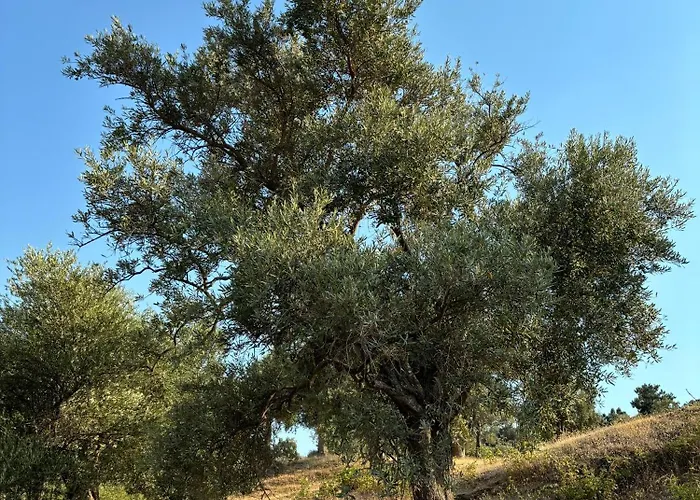 Milas-bodrum Oezel Havuzlu Triplex Villa *